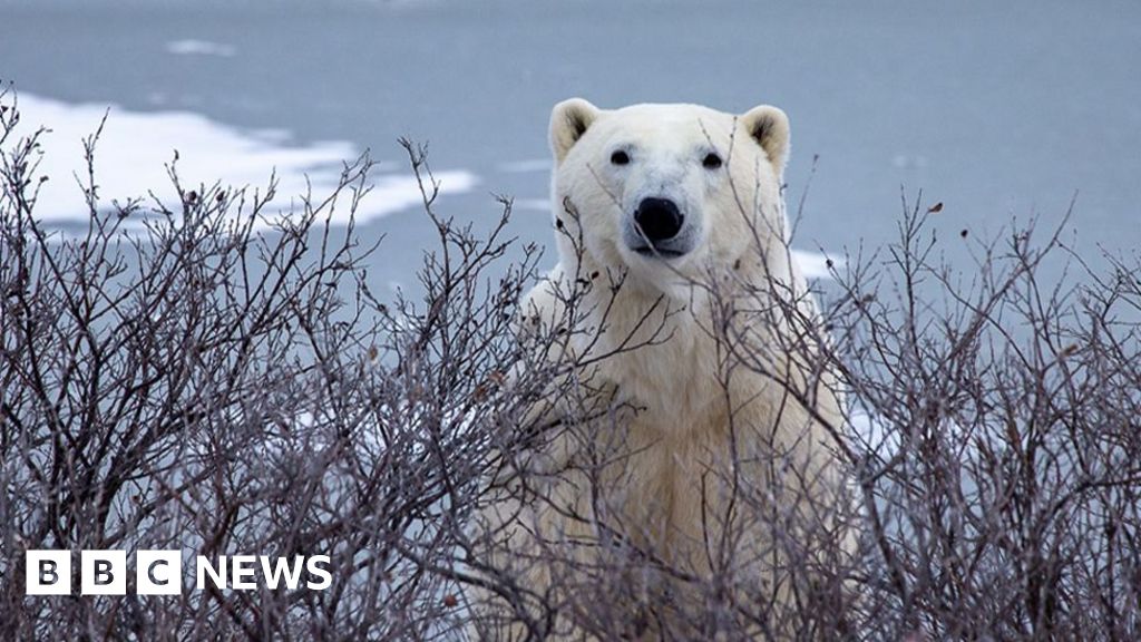 Trouble in Arctic as polar bears and people face warming world Trouble in Arctic as polar bears and people face warming world