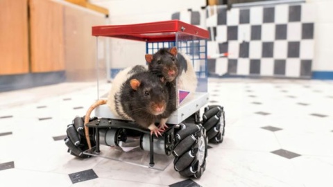 I taught rats to drive a car, and it may help us lead happier lives I taught rats to drive a car, and it may help us lead happier lives