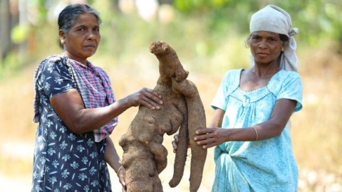 The indigenous women saving India’s endangered giant yams