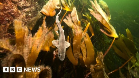 Opposition to mechanical kelp harvesting off Scotland