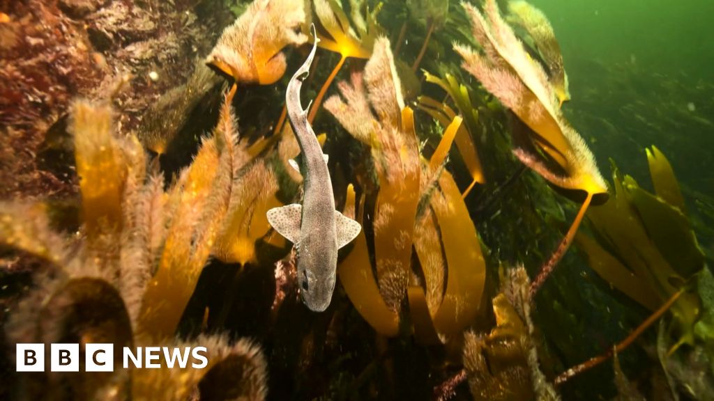 Opposition to mechanical kelp harvesting off Scotland Opposition to mechanical kelp harvesting off Scotland