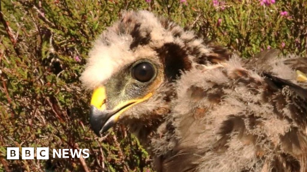 Hen harrier disappears after satellite tag stops working Hen harrier disappears after satellite tag stops working