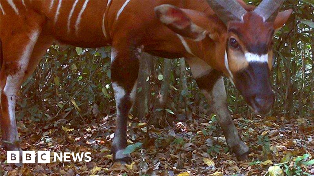 Secret life of rare antelope revealed