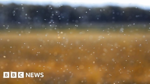 ‘Plague’ of midges invades Cardiff Bay waterfront