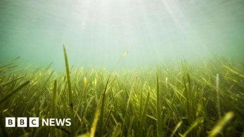Seagrass meadows get £2.5m for restoration work