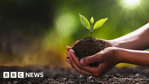 Corporate mass tree planting ‘damaging’ nature