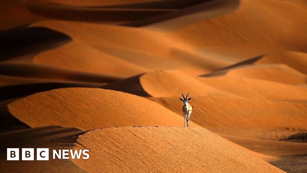 Coronavirus puts spotlight on landmark year for nature Coronavirus puts spotlight on landmark year for nature