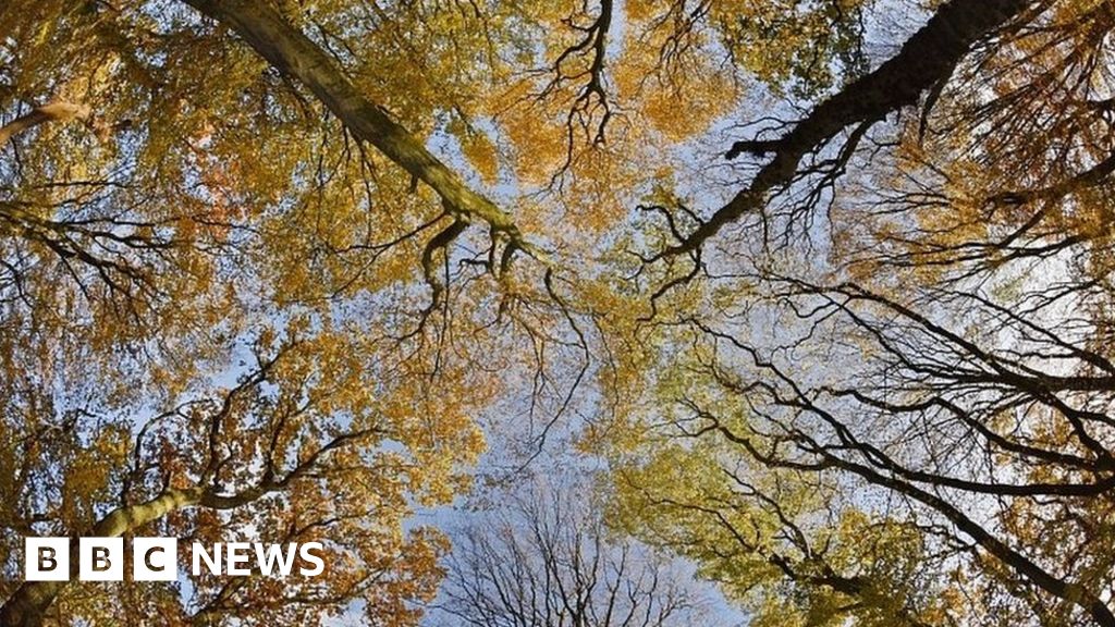 Public asked to help shape England’s tree planting strategy Public asked to help shape England’s tree planting strategy