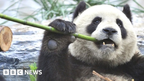 Other mammals lose out in panda conservation drive