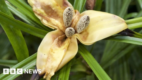 ‘Paradise island’ hosts untold botanical treasures