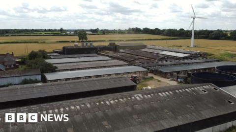 Flat House Farm pigs filmed living in ‘barbaric conditions’