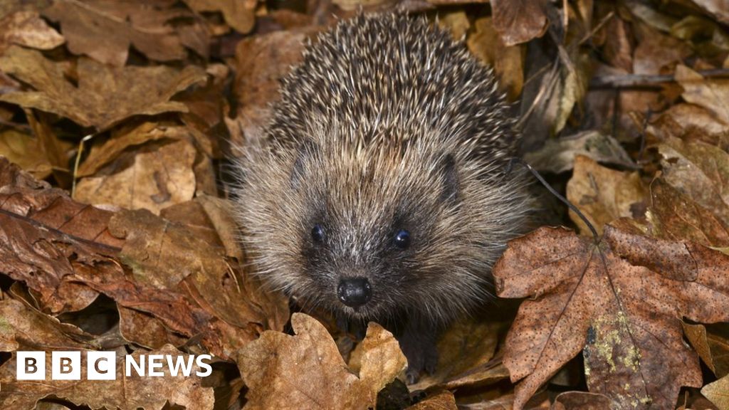 Experts call for new era for wildlife in UK Experts call for new era for wildlife in UK