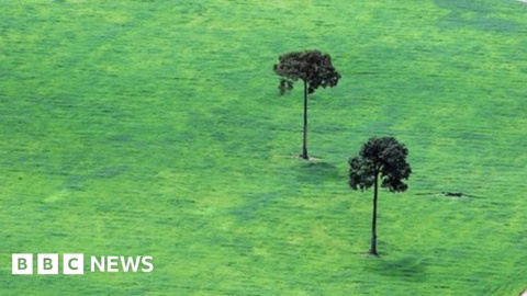 Consumer pose ‘growing threat’ to tropical forests