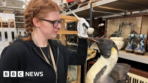 Eagle-eyed experts assess museum bird collection in Leeds