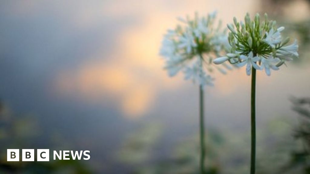 Talks resume on global plan to protect biodiversity