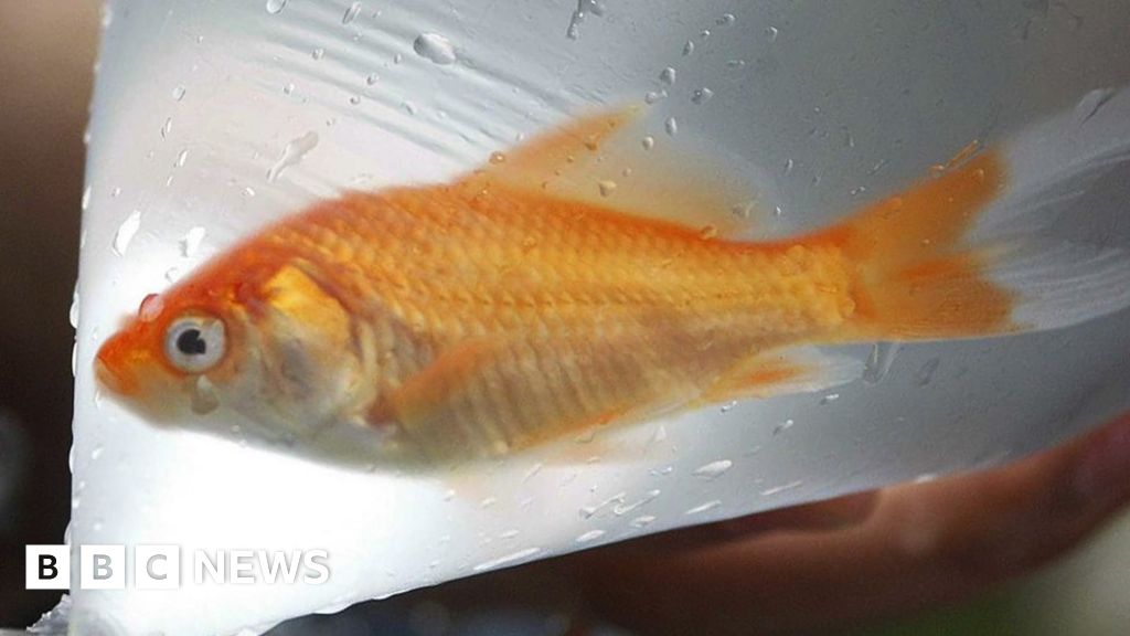 Redcar council to ban goldfish prizes at fairgrounds Redcar council to ban goldfish prizes at fairgrounds