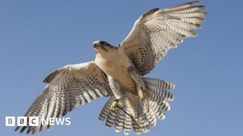 ‘Biodiverse’ stretch of coastline given protection