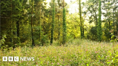 Welsh Covid woodland memorial plan cut back