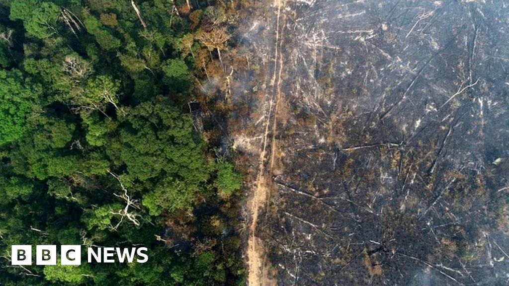 Record high destruction of trees in January Record high destruction of trees in January