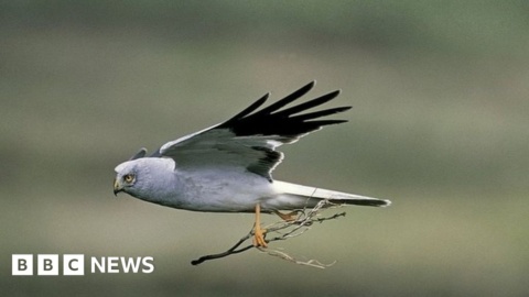 Concern for hen-harrier habitat after wildfires