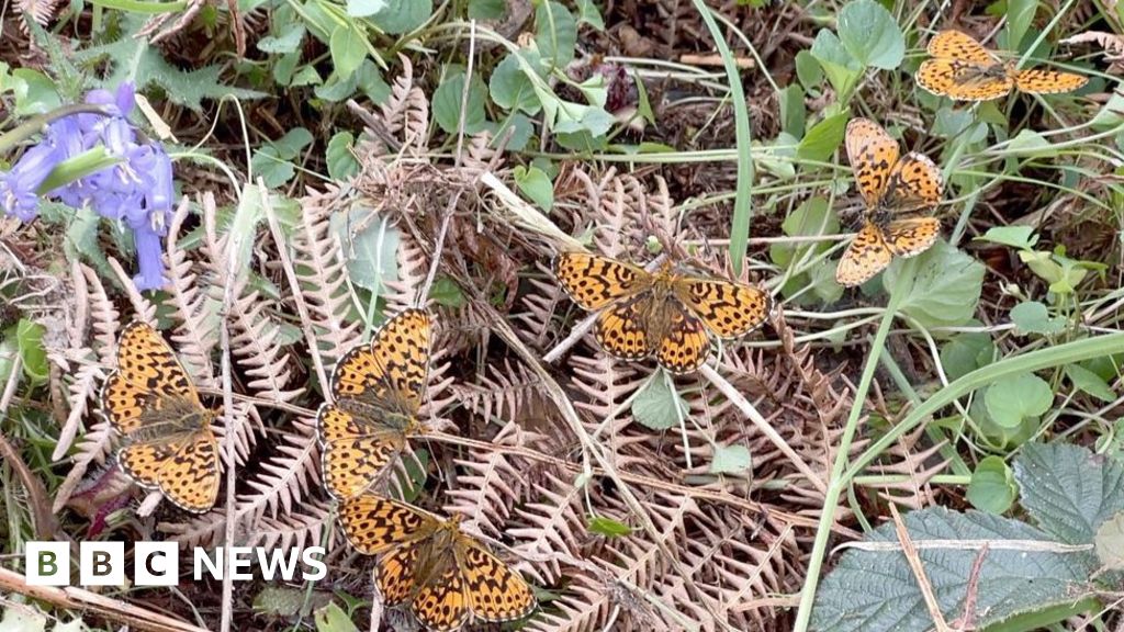 Volunteers reintroduce rare butterfly to Malvern Hills Volunteers reintroduce rare butterfly to Malvern Hills