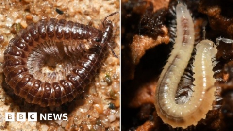 Coal tip repairs threaten rare wildlife, ecologists warn