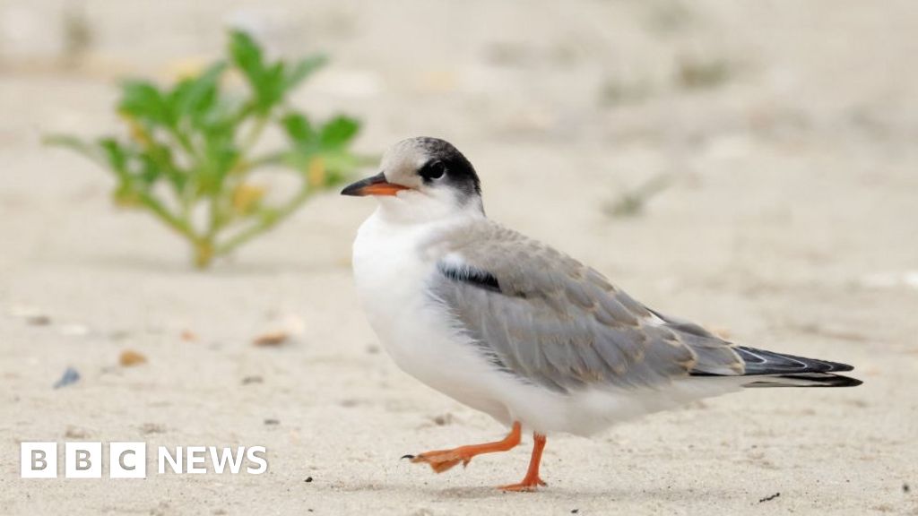 Bird flu affecting the future of at-risk Common Terns Bird flu affecting the future of at-risk Common Terns