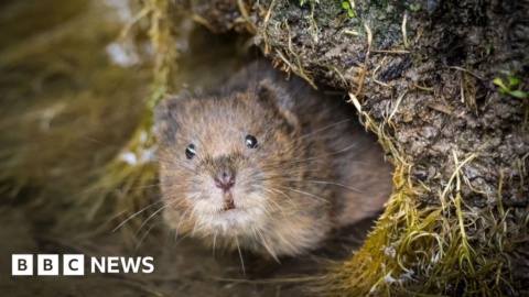 Wales ‘lacks plan’ to tackle scale of nature loss