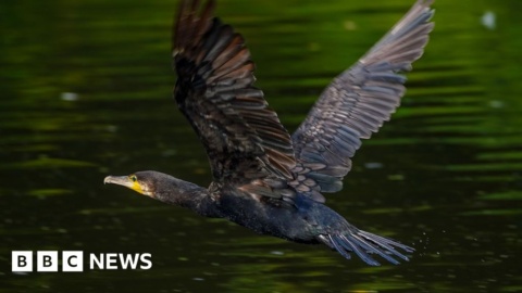 Welsh anglers want cull of birds devouring river stocks