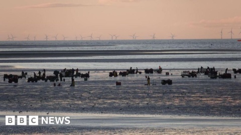 Quadbike fishermen hit beach for 570-tonne cockle harvest