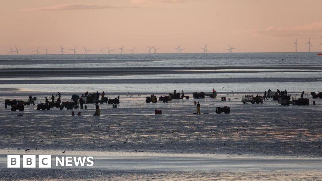 Quadbike fishermen hit beach for 570-tonne cockle harvest Quadbike fishermen hit beach for 570-tonne cockle harvest