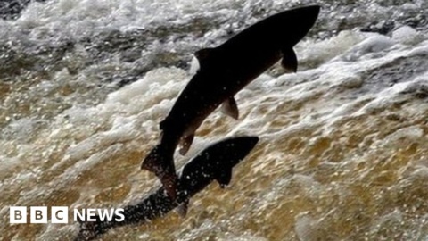 Fish stocks ‘not being protected’ by Natural Resources Wales