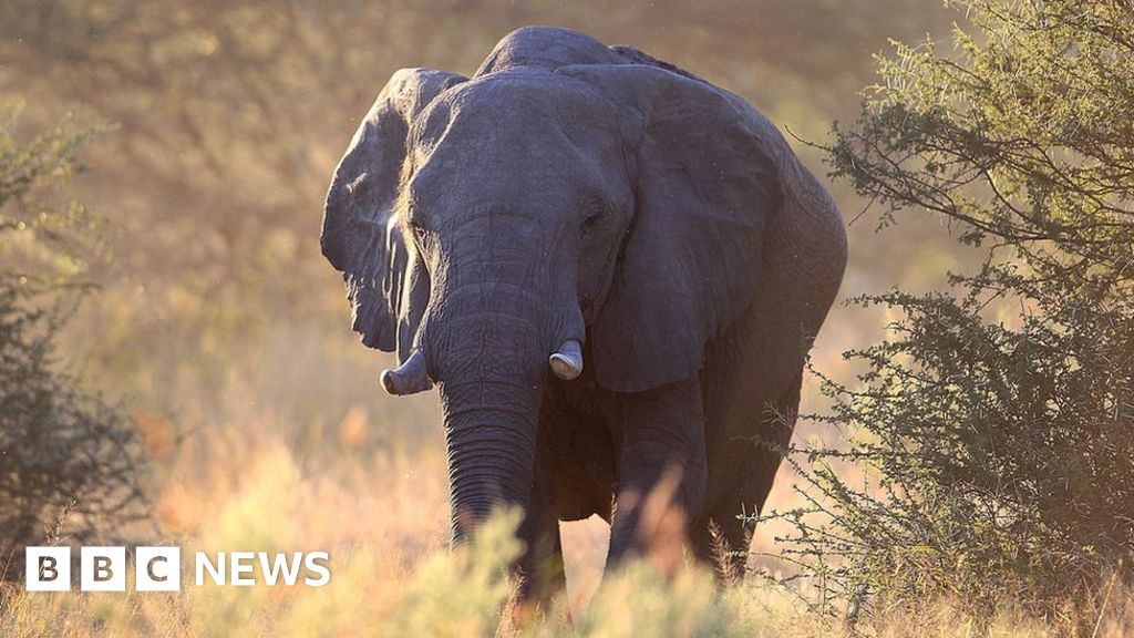 How big game hunting is dividing southern Africa How big game hunting is dividing southern Africa