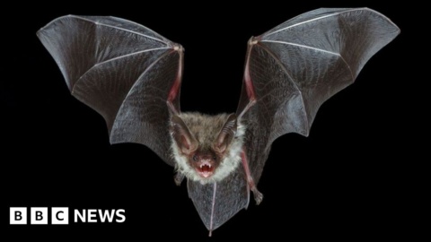 Why does it cost £100m for HS2 to protect bats?