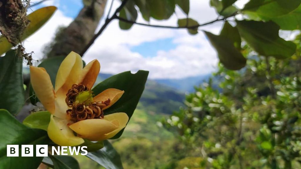 Alarm call as world’s trees slide towards extinction Alarm call as world’s trees slide towards extinction