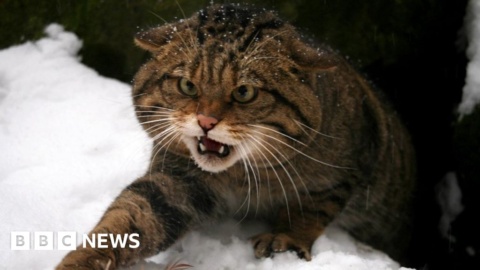 Fears over tree felling threat to wildcats in Clashindarroch Forest