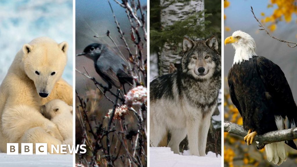 The cost of Trump’s Endangered Species Act proposal