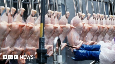 Chlorinated chicken concern grows among Wales’ farmers Chlorinated chicken concern grows among Wales’ farmers