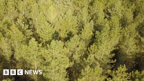 Plan to future-proof the ecology of Thetford Forest Plan to future-proof the ecology of Thetford Forest