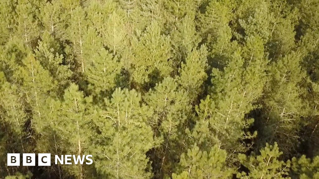 Plan to future-proof the ecology of Thetford Forest Plan to future-proof the ecology of Thetford Forest