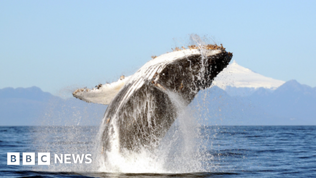 Oceans can be successfully restored by 2050, say scientists Oceans can be successfully restored by 2050, say scientists