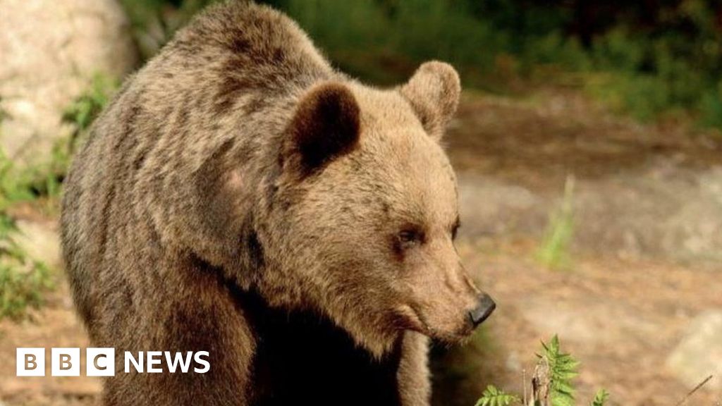 Italy bear faces cull after attack on father and son Italy bear faces cull after attack on father and son