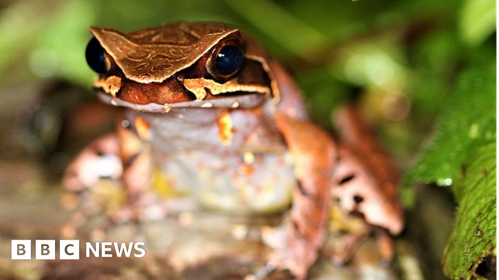 Scientists have the answer to a tadpole mystery Scientists have the answer to a tadpole mystery