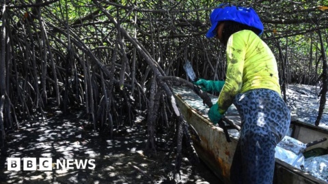 Brazil judge stymies plan to revoke mangrove protection