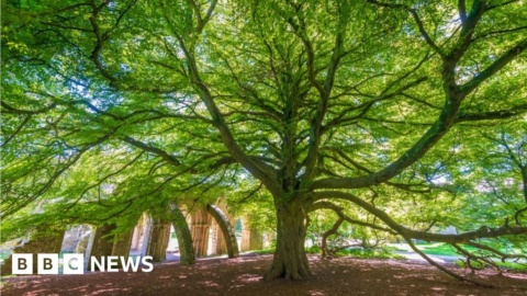 Margam Abbey’s Chapter House beech wins