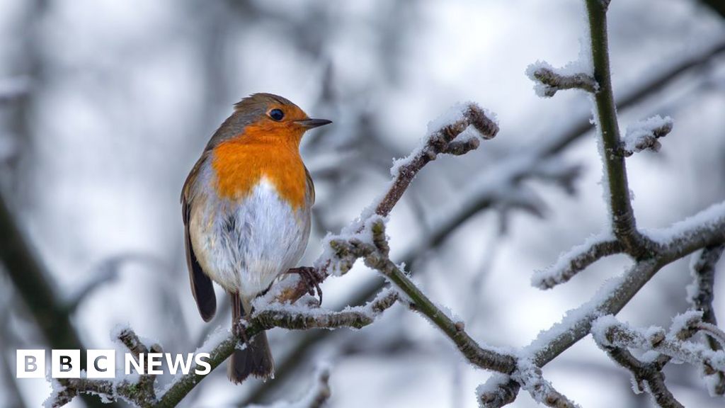 Traffic noise impairs songbirds’ abilities Traffic noise impairs songbirds’ abilities