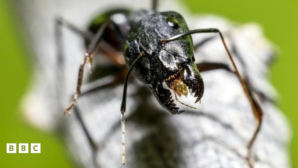 Seven animals that have inspired modern technology Seven animals that have inspired modern technology