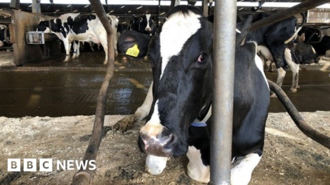 Artificial lightning zaps farm stink