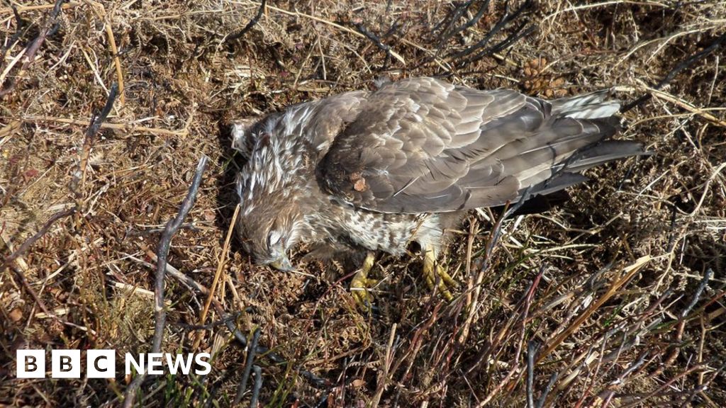 North Yorkshire worst county for bird of prey killings says RSPB