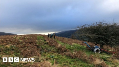Tree planting to help rural communities